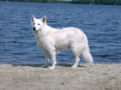 Beach Boy