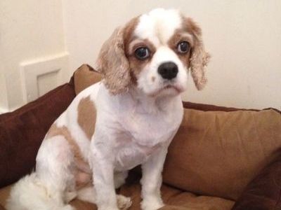 Back from the poodle parlour