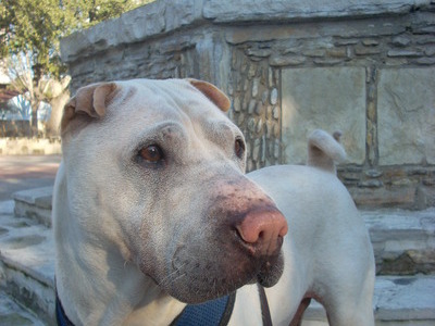 Maximus
