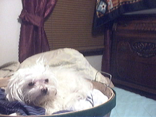 casper resting in my laundry basket