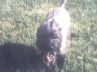 gizmo in the yard on a sunny summer day