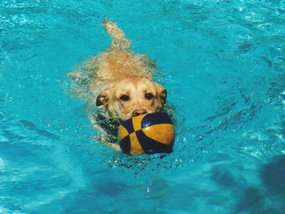 Swimming....he's favorite thing.