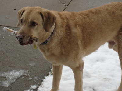 My favorite photo of Ryder the first time he encountered snow