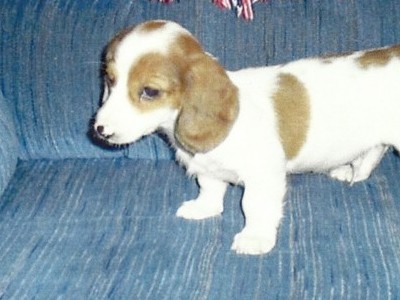 When I was just 8 weeks old