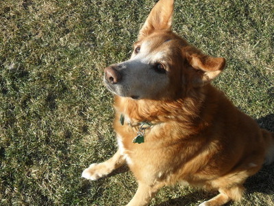 One Ear Up. One Ear Down. Our dear Molson is now able to run pain free