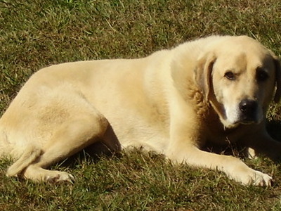 My big brown eyed dog