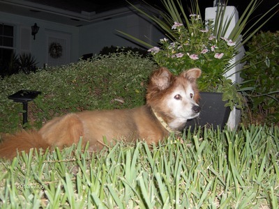 Bunny in the front yard with me.