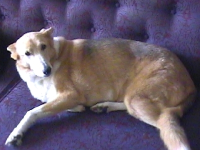 Winnie on her favorite couch
