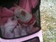 Bella taking a ride in her stroller