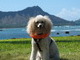 Aloha Sam