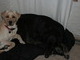 Him and his best buddy may they both RIP....