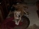 Our Beloved Roscoe (Our Sweet Fur Baby)