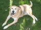 enjoying the grass in summer 2010