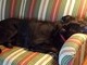 Boda taking a nap