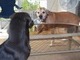 Roscoe  Aug 2012
