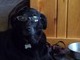Boda needs glasses