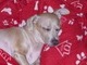 Sleeping Beauty