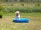 Waiting for his pool to be filled up