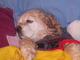 Daddy just tucked me in