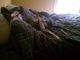 Loved to sleep in dad's bed.