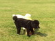 teaching lil guy what a fire hydrant is for