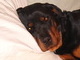 Matrix caught napping on Moms bed!