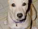 Cayce as a puppy
