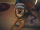 Bears fan
