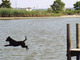 I loved to do this diving at Pot-nets Bayside Boat Ramp !!!