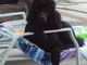 waiting for frosty paws and iced fiji