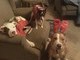 christmas picture