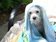 I fell in the pool!