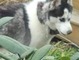 Jack thinking about getting in the pond