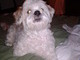 coco is reaching up and barking for his treat!