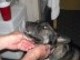 Sweet Thumper