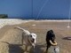 Toby and Bosco at the spray park