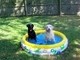 Toby and Bosco playing in their pool