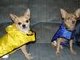 Bell n Taco