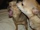 Big Yawn