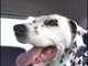 She loved to go for rides in the car