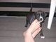 baby jade when i first got her