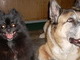 odd couple chews friend Bo