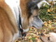 My Chew could get along w/anyone!!