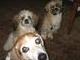 Zoom & buddies Jagger & Odi