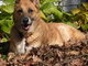 She loved the leaves in Fall