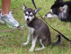 Sasha at approx 8 weeks