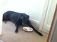 Lying down to eat his bacon sandwiches