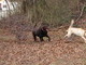 Chasing Baily. Go Cossie Go!