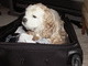 One of Bailey's favorite places, in the suitcase!