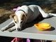 Bandit running the show from the picnic table.